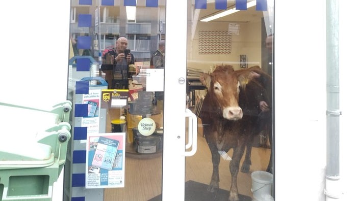 Kuh blickt durch Ladentür auf die Straße