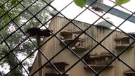 DVögel in der Vogel-Voliere im Allwetter Zoo Münster.