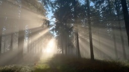 Sonnenstrahlen zwischen Bäumen.