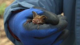 Bechstein-Fledermaus verbreitet sich im Quellgebiet der Buchheller bei Burbach-Lippe