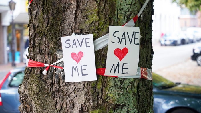 zu sehen ist ein Kastanien-Baum mit zwei Schildern mit der Aufschrift "SAVE ME"