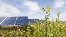 Photovoltaikanlage auf einer grünen Wiese