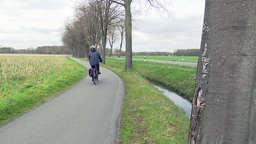 Ein Radfahrer fährt neben einer Allee.