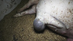 Verletztes Schwein in Schweinemastbetrieb