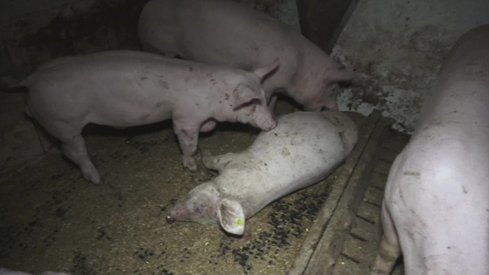 Totes Schwein liegt auf dem Boden