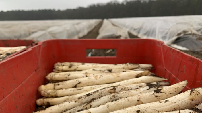 Geernteter Spargel in einer roten Kiste