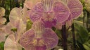 verschiedene Orchideen 