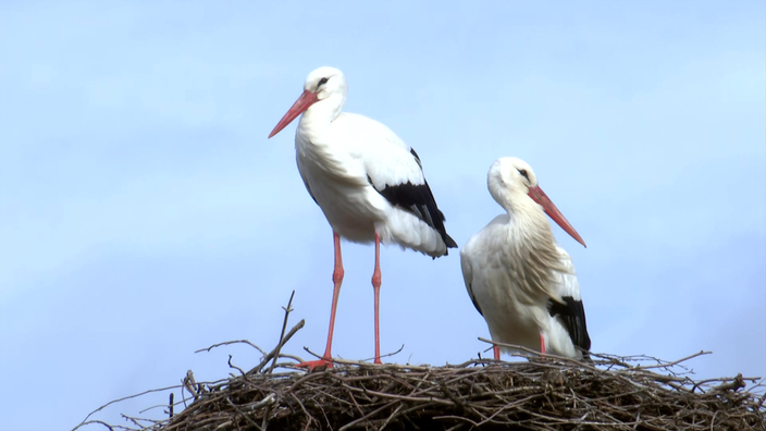 Zwei Störche in ihrem Nest 