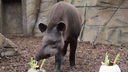 Tapir vor zwei mit Gemüse gefüllten Bällen