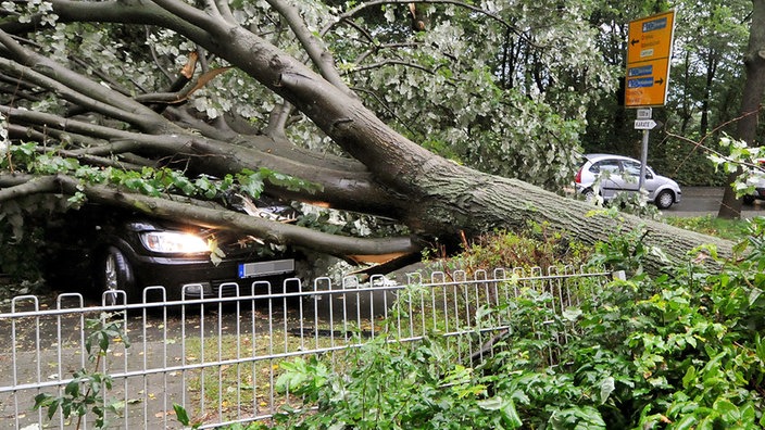 umgestürzter Baum auf einem PKW