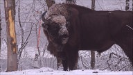 Wisent im Schnee