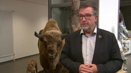 Mann mit ausgestopftem Wisent