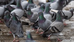 Viele Tauben auf kleiner Fläche