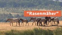 "Rasenmäher"- TN