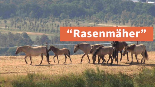 "Rasenmäher"- TN