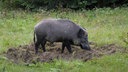 Wildschwein durchwühlt den Boden