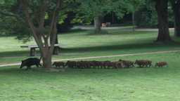 Wildschweine im Stadtpark Hagen