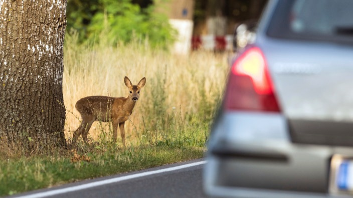 Ein Reh steht am Straßenrand, während ein PKW vorbeifährt