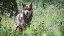 Eekholt: Eine ausgewachsener weiblicher Wolf steht in seinem Gehege im Tierpark