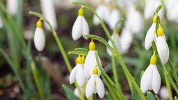 Die Schneeglöckchensorte Galanthus plicatus ‚Madelaine‘ hat einen gelben Fruchtknoten