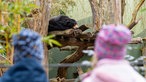 Vor einem Gehege im Allwetterzoo Münster stehen zwei kleine Kinder die einen Malaienbär beobachten.