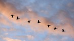 28.10.2022, Baden-Württemberg, Riedlingen: Gänse fliegen am Morgen kurz nach Sonnenaufgang am Himmel