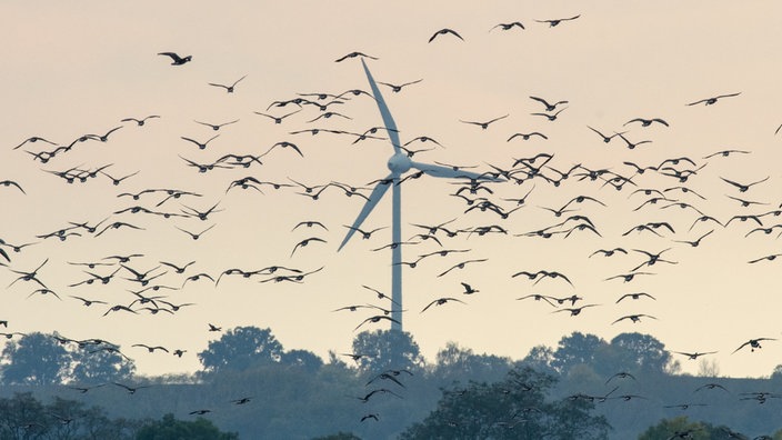 Wildgänse fliegen am Himmel, während sich im Hintergrund ein Windrad dreht.