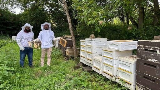 Bienen Honig und Umweltbilanz mit dem Tierarzt Khweled 