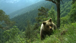 Bär, Trentino-Südtirol