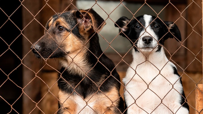 Hunde in Tierheim