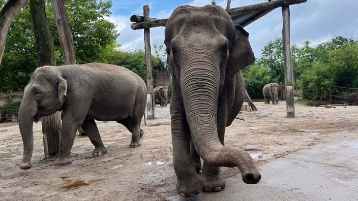 Mehrere Elefanten im Elefantengehege im Allwetterzoo