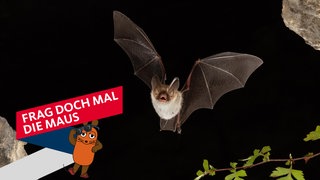 Großes Mausohr (Myotis myotis) im Flug