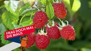 Himbeeren an einem Strauch