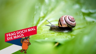 Eine Schnecke kriecht über ein nasses Blatt