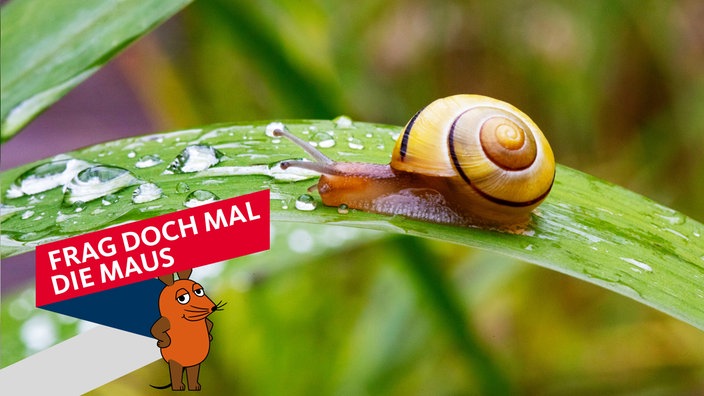 Bänderschnecke auf einem regennassen Blatt