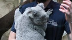 Ein Tierpfleger hält einen Koala im Duisburger Zoo auf dem Arm