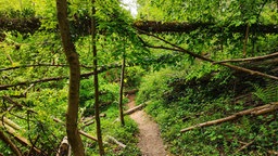 Unterwegs auf einem Pfad im Wald bei Bergisch Gladbach