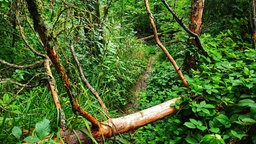 Umgestürzter Baum auf einem Pfad im Wald