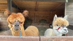 Flauschige Alpaka-Familie am Niederrhein