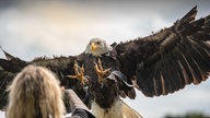 Weißkopfseeadler im Landeanflug