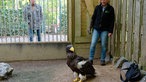 Falknerin Carola Schossow betrachtet den Riesenseeadler Grobi