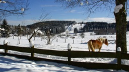 Ginsberger Heide im Winter