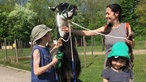 Lama-Spaziergang in Gelsenkirchen