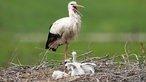 Ein Weißstorch und seine Küken sind auf einem Storchennest zu sehen. 