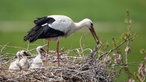 Ein Weißstorch und seine Küken sind auf einem Storchennest zu sehen. 