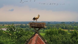 Störche auf einem Horst