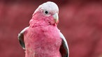 Ein Rosakakadu im Vogelpark Heiligenkirchen