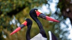 Zwei Sattelstörche im Vogelpark Heiligenkirchen