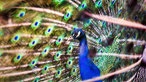 Ein blauer Pfau im Vogelpark Heiligenkirchen schlägt ein Rad