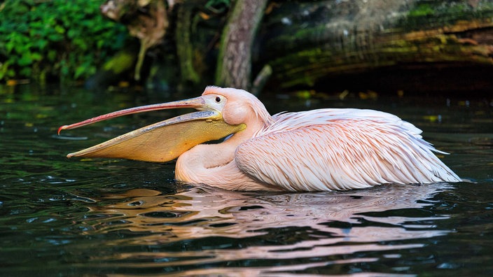 Rosapelikan auf dem Wasser im Vogelpark Heiligenkirchen